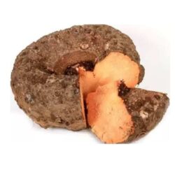 Elephant Foot